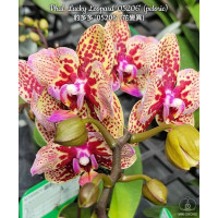 Орхидея Phal. Lucky Leopard 05206 бабочка - купить, доставка Украина